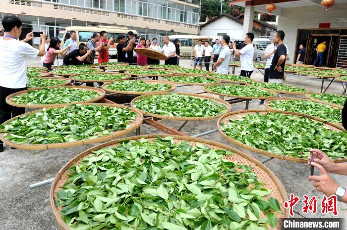 九鹏茶叶有限公司手工加工工艺吸引媒体记者拍照。　张金川 摄