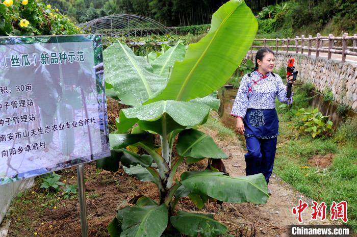 南安市向阳乡农民化身“主播”，在田间地头直播带货，推介蔬菜。　张金川 摄